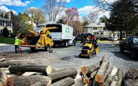 Best Tree Trimming and Pruning  in Glespie, IL