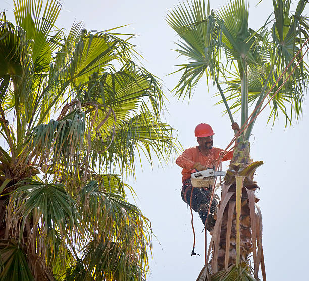 Best Hazardous Tree Removal  in Glespie, IL